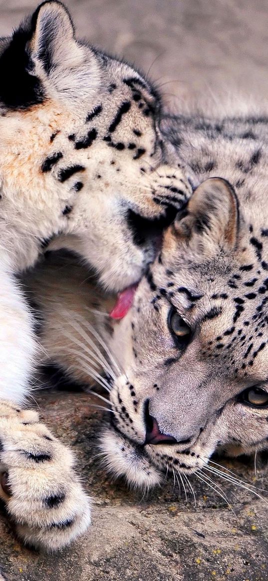 snow leopards, predators, couple, care