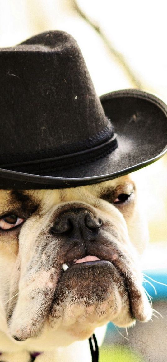 dog, bulldog, hat, eyes