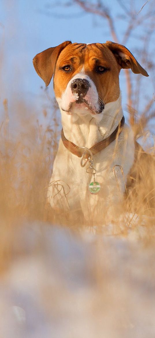 dog, muzzle, grass, dog collar