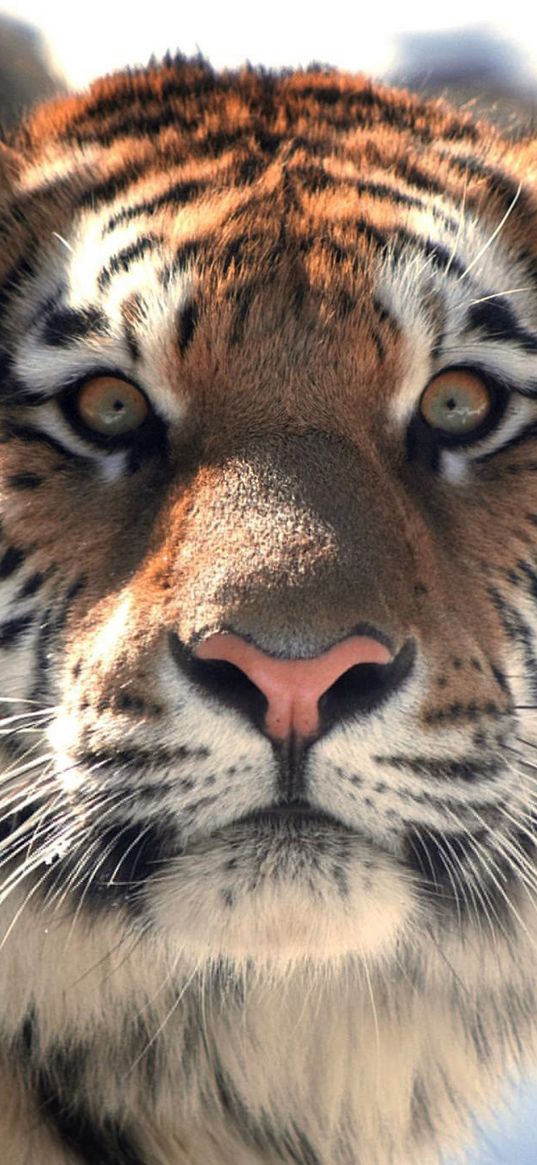 tiger, face, eyes, mustache