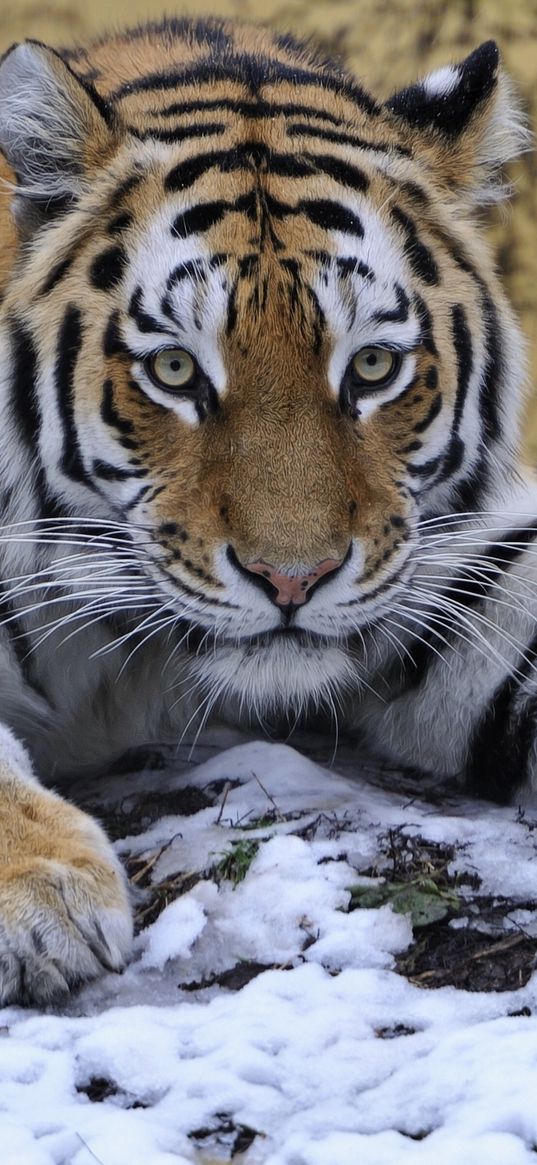 tiger, snow, lie down, paw, eyes, predator