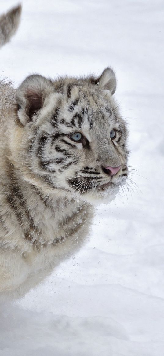 tiger, snow, albino, winter, run