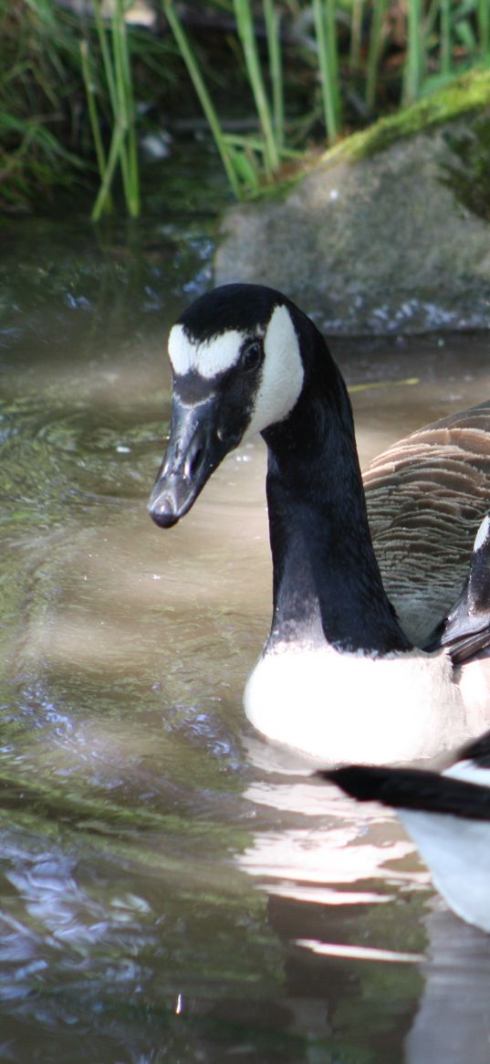 ducks, swim, lake, pond