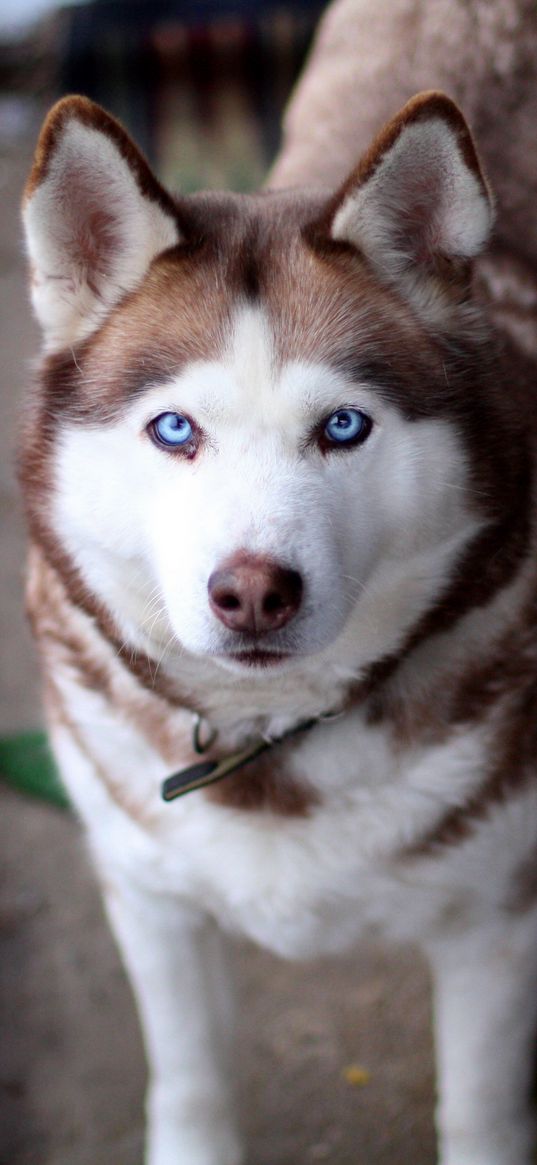 husky, dog, muzzle, eyes, collar