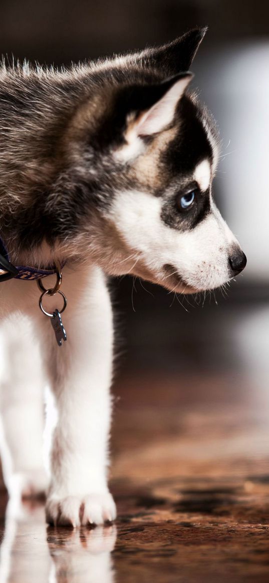 puppy, husky, dog collar