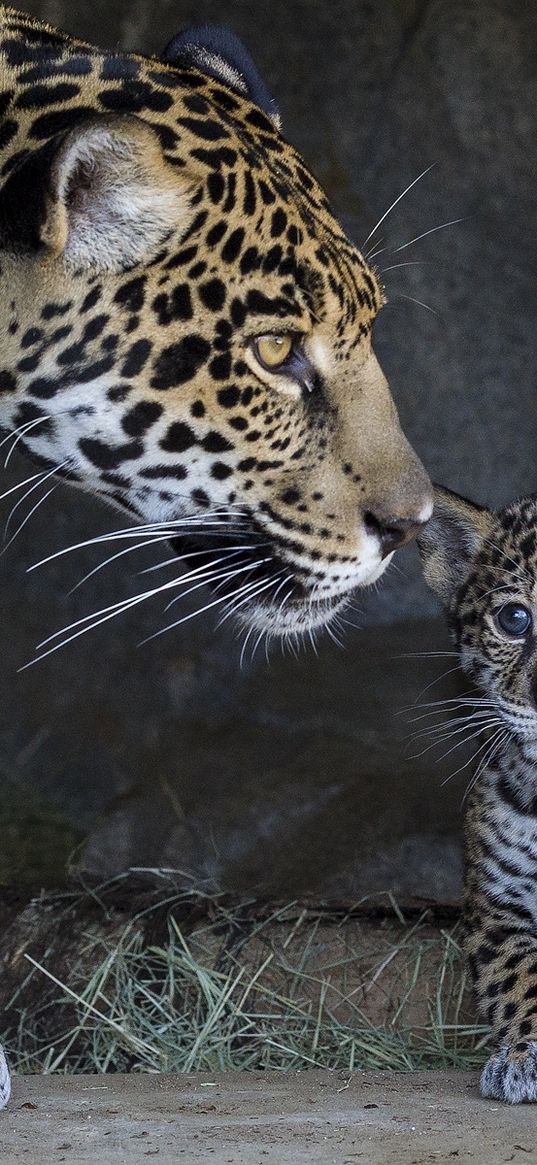 jaguar, cub, mother, caring