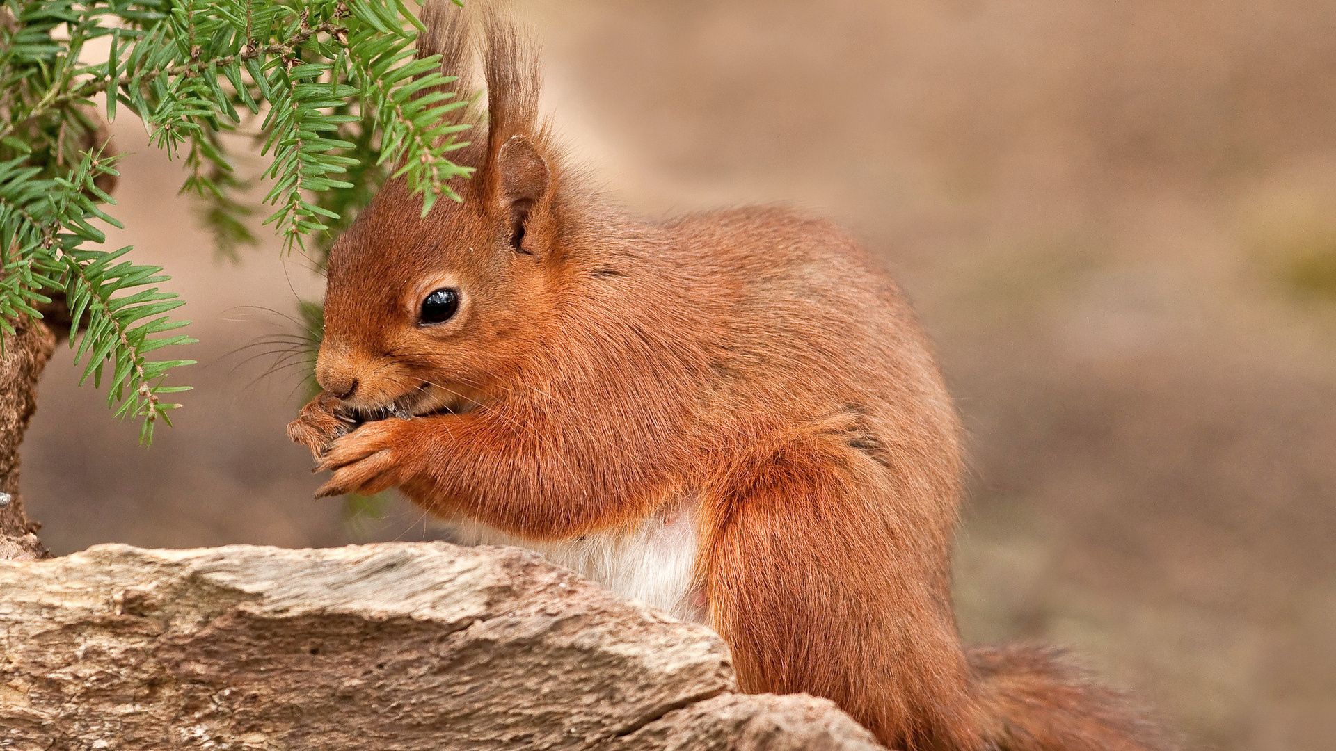 bright red color, squirrel, branch, pine needles