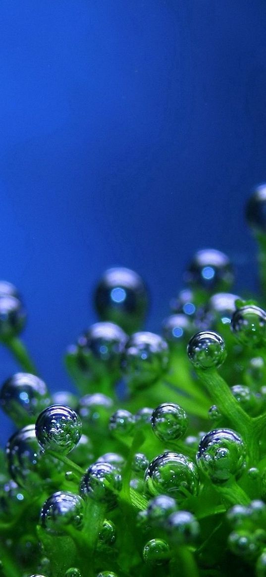 green, drops, bubbles, plant, blue background