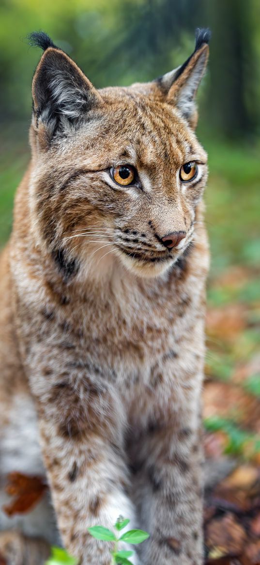 lynx, big cat, animal, predator, blur