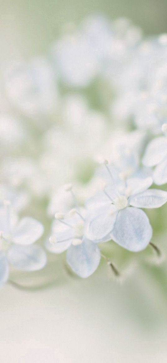 flower, petals, light, motion blur