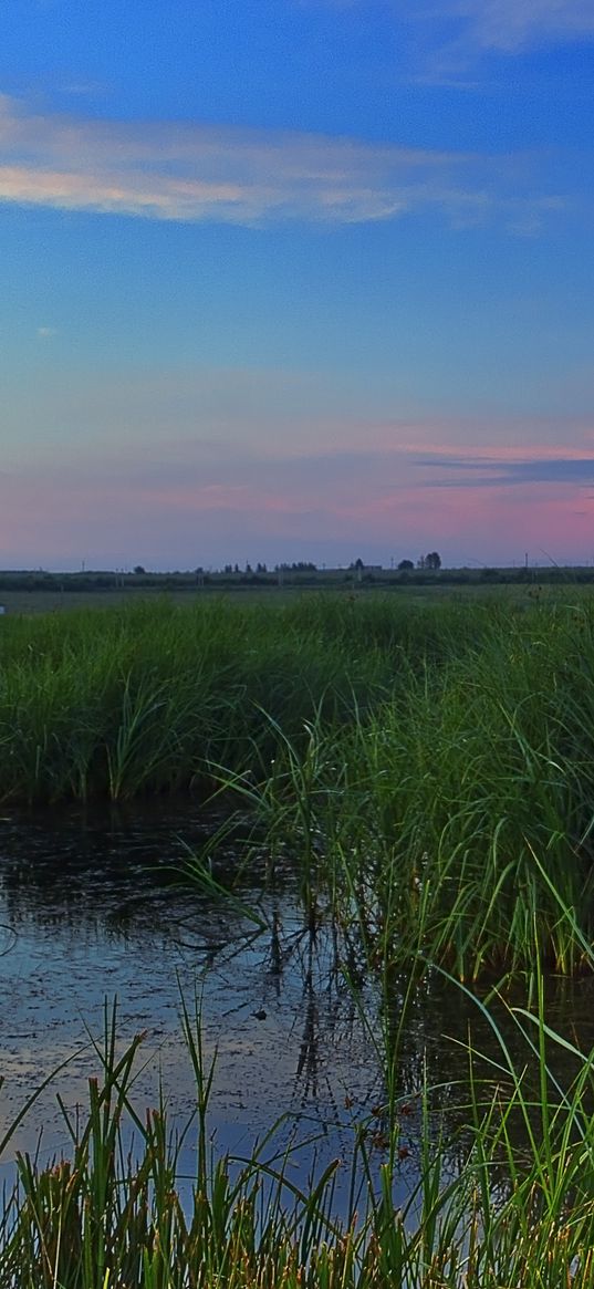 swamp, grass, nature