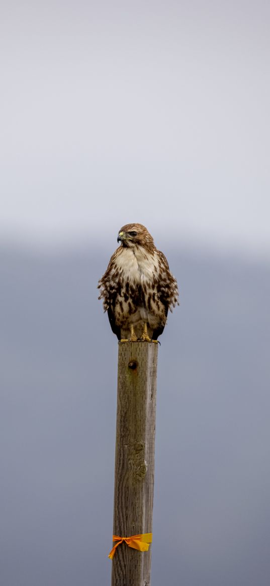 buzzard, bird, wildlife, board