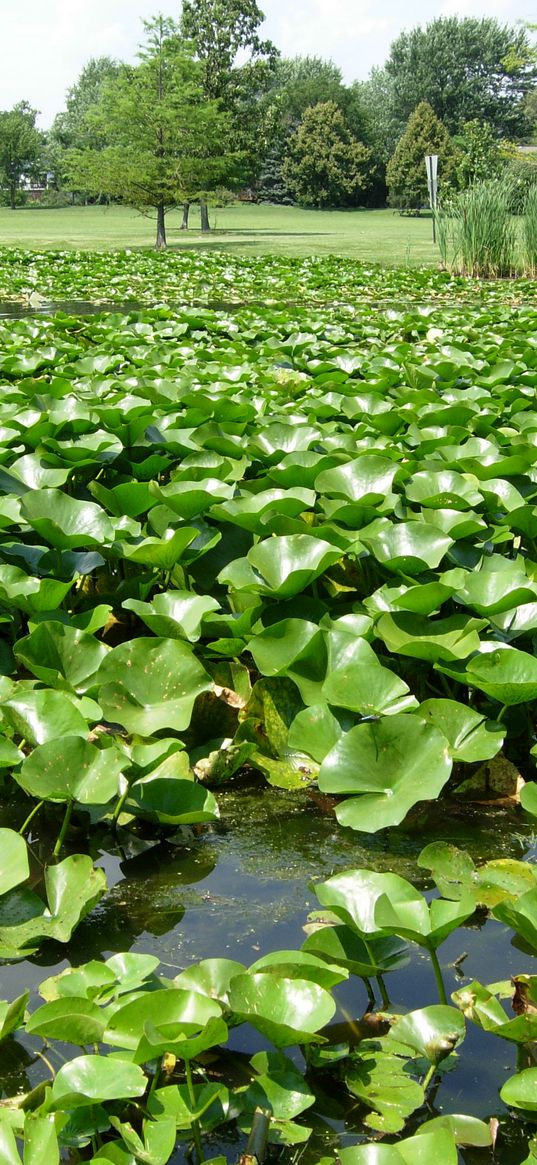 pond, reeds, plants, nature