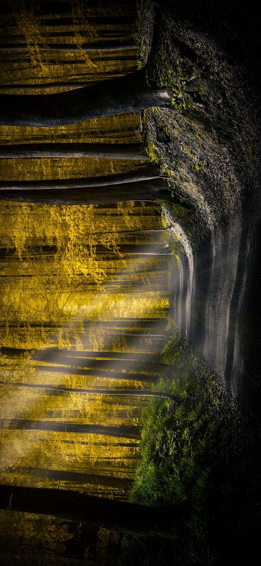 road, forest, trees, yellow, sun rays