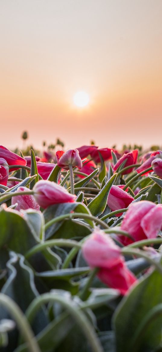 flowers, tulips, buds, leaves, field