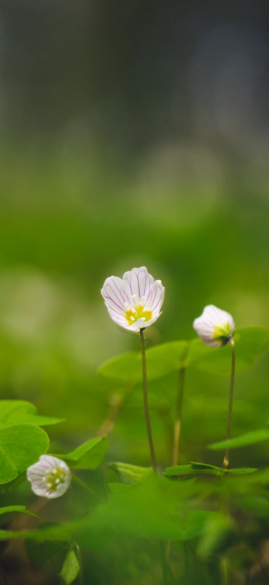 oxalis, petals, flowers leaves, blur