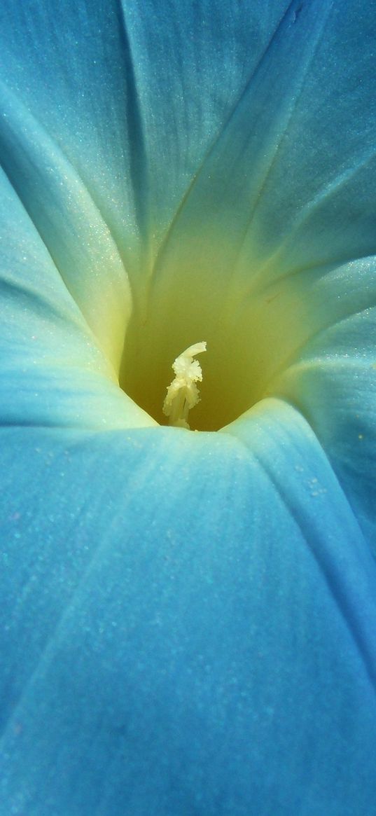 morning glory, flower, petals, macro, blue