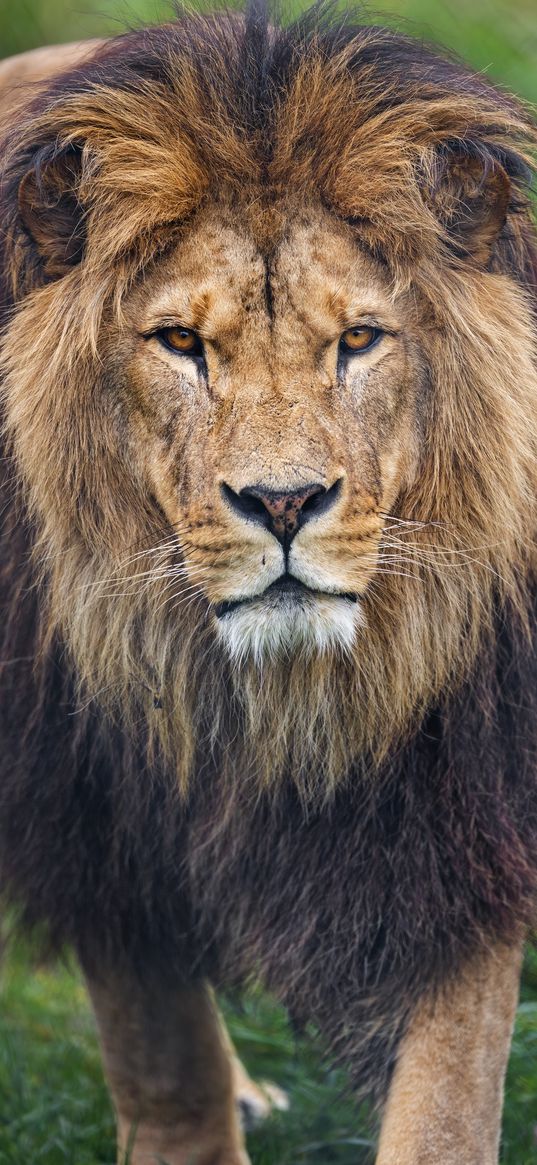 lion, glance, predator, big cat, animal, grass