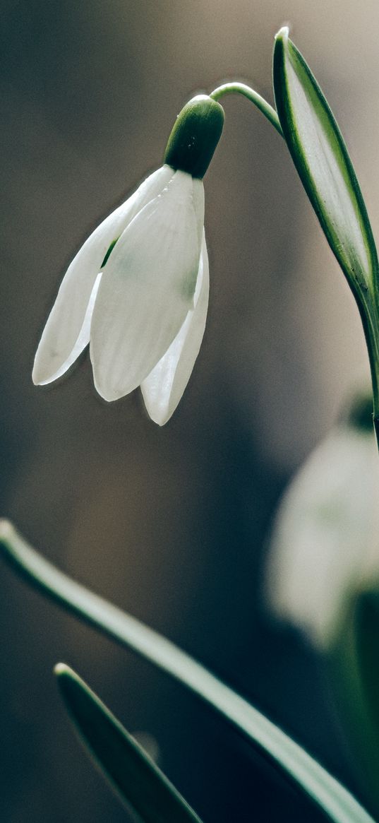 snowdrop, flower, petals, leaves, macro