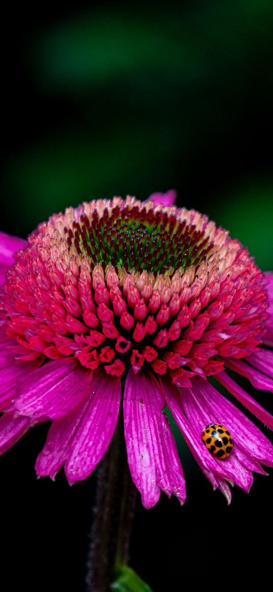 echinacea, flower, petals, ladybug, macro