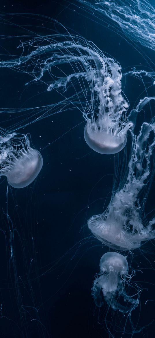 jellyfish, tentacles, underwater, dark, blue