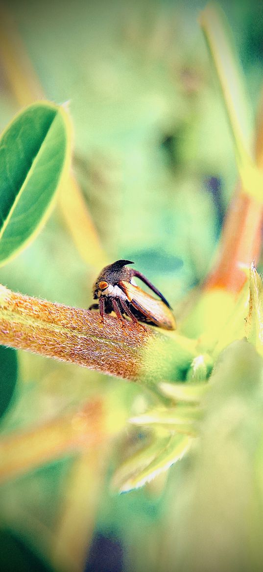 nature, insect, macro, wild life