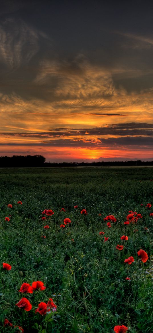 sunset, field, poppies, landscape