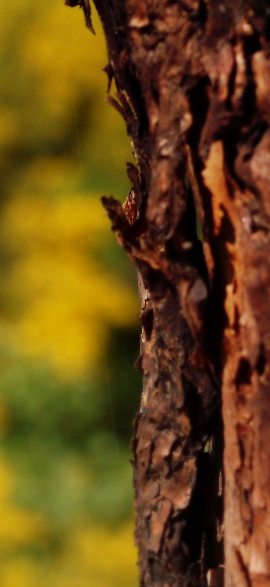 bark, grass, motion blur