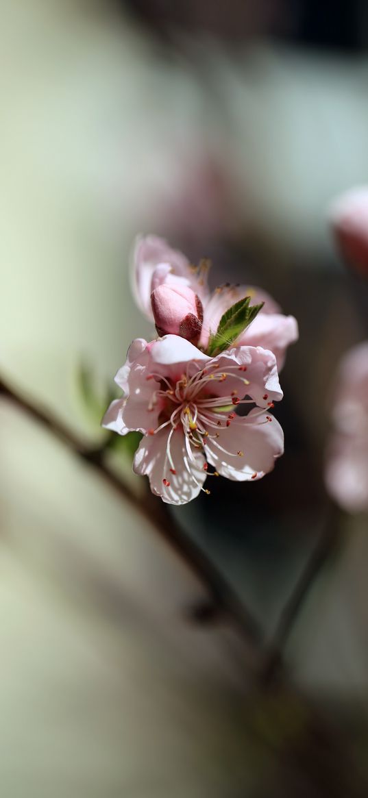 flowers, peach, petals, spring