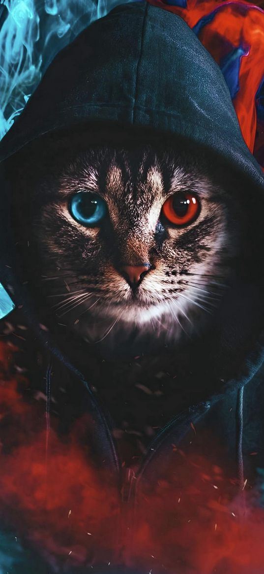 cat, hood, smoke, colored, red, blue