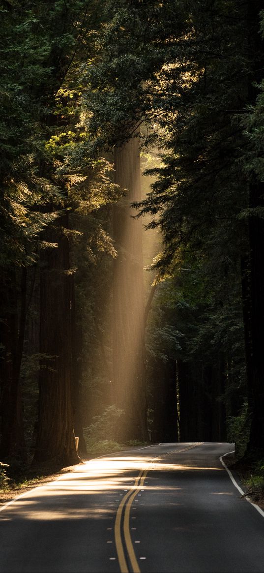 road, turn, sunlight, forest, trees