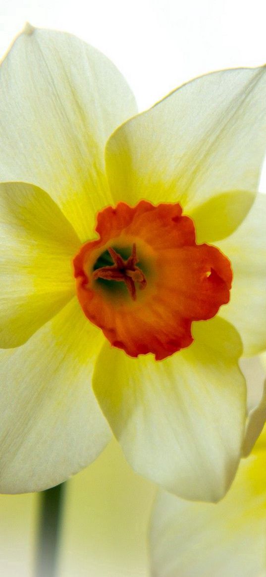 narcissus, flower, petals