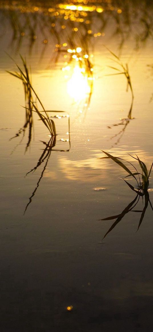 lake, river, swamp, grass