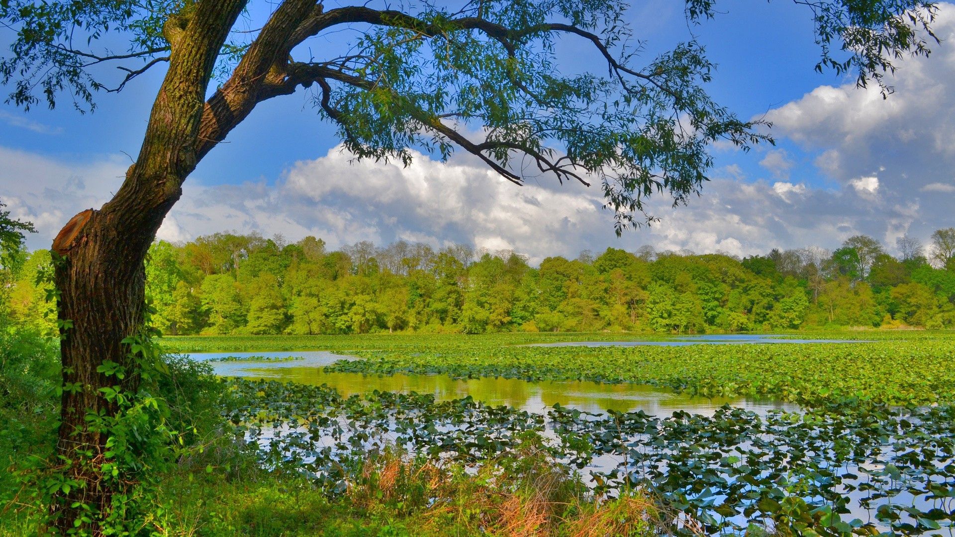 nature, trees, grass, swamp, river