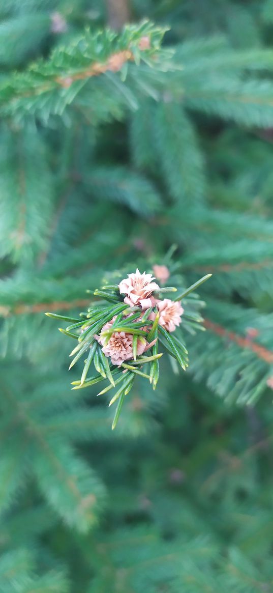 spruce, needles, cones, macro, blur