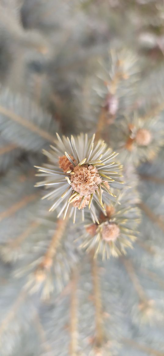 branch, needles, cones, light