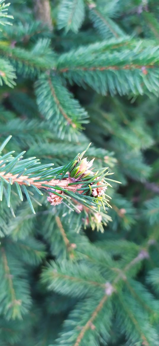 branch, needles, buds, cones