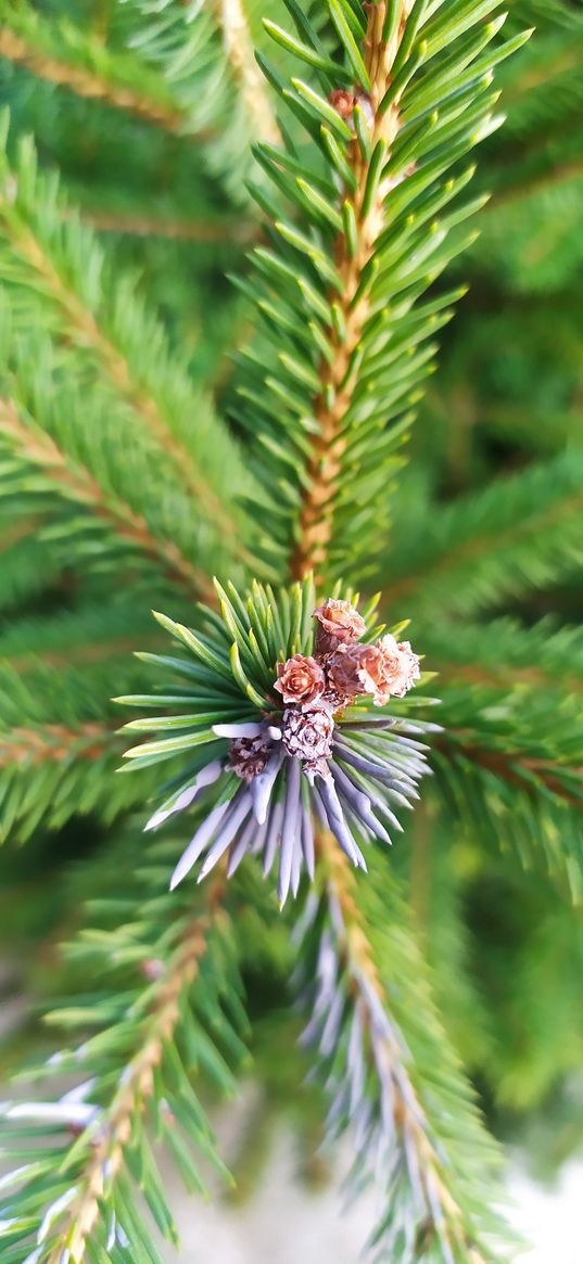 branches, needles, green, white, cones