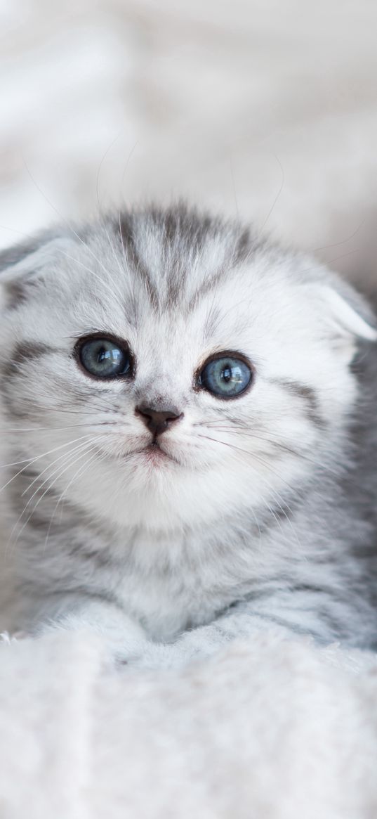 kitten, animal, white, grey