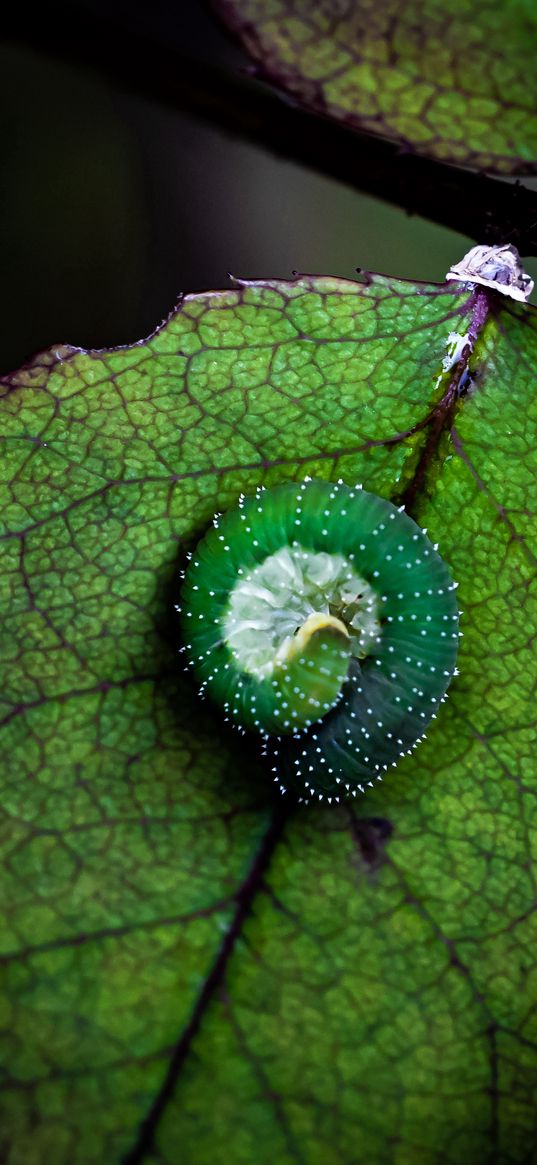 caterpillar, insect, leaf, greenery, nature, macro