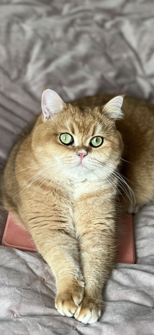 cat, british, fluffy, golden, green eyes