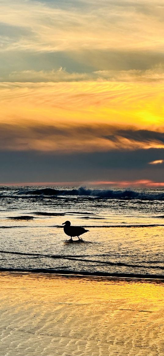 seagull, beach, coast, waves, sea, clouds, sky, sunset, nature