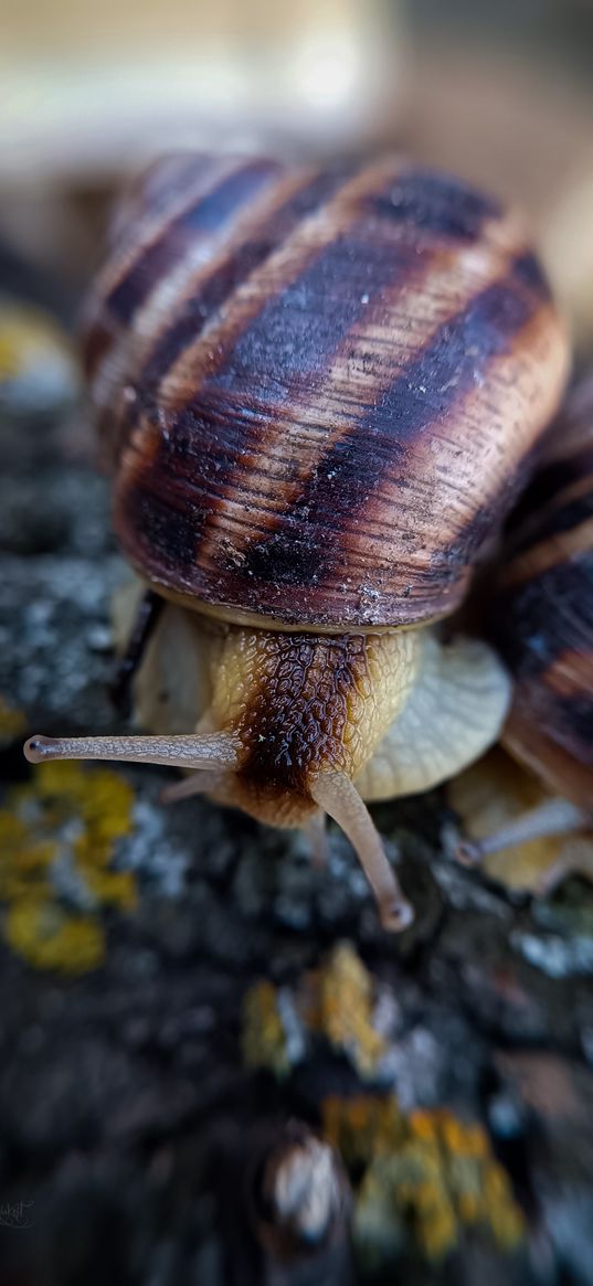 snail, tree, macro, animal, nature