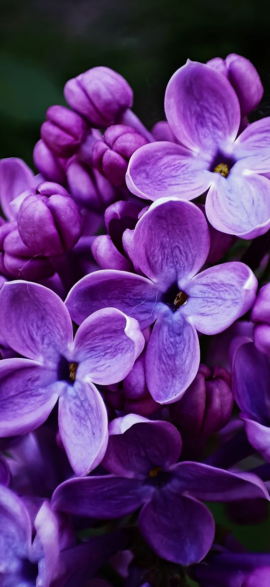 lilac, flowers, branch, purple, spring, plant, nature