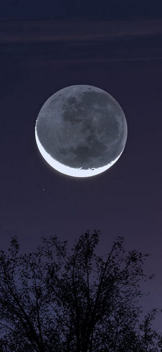 tree, night sky, moon