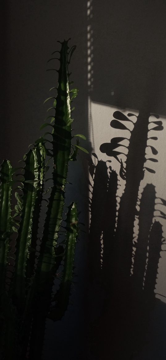 aesthetic, cactus, shadow