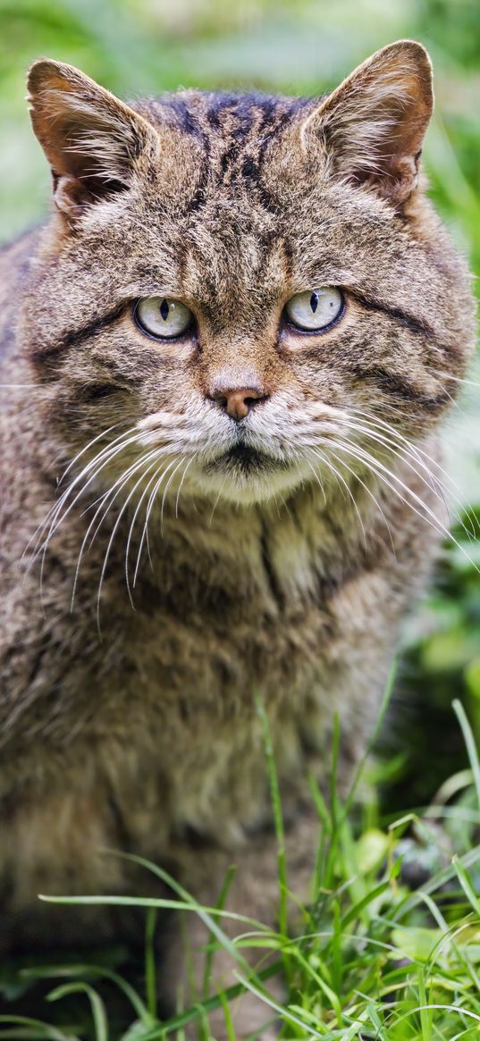 wild cat, animal, wildlife, grass