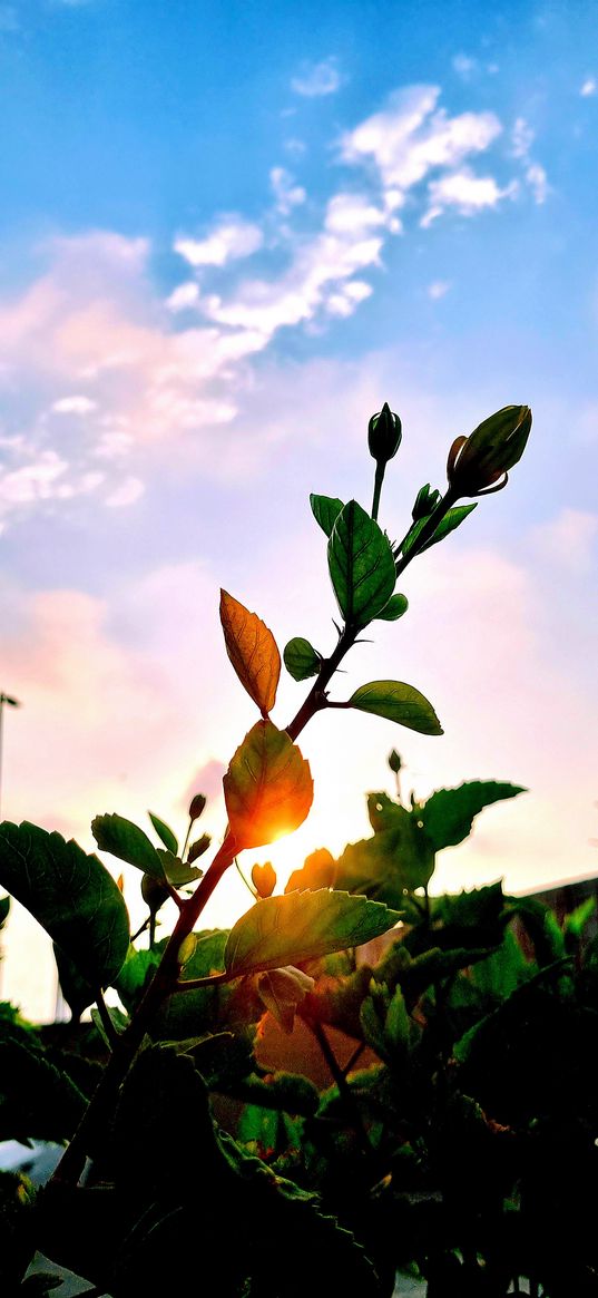 flower, bud, plant, sky, dawn