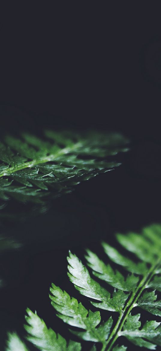 leaves, plant, macro, dark, fern