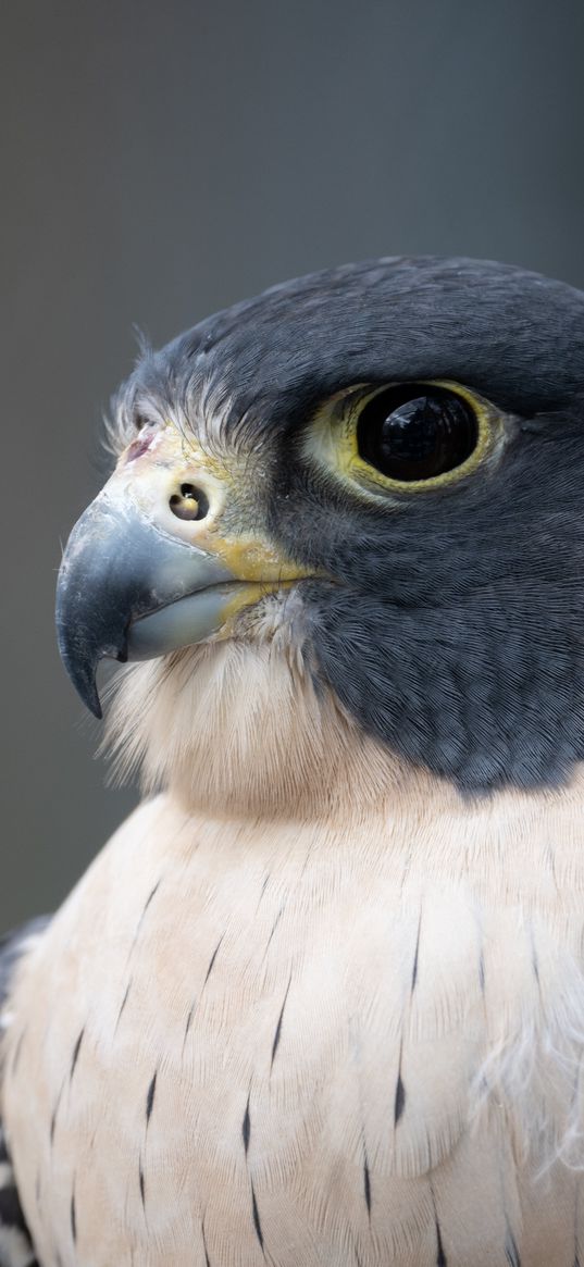 falcon, bird, predator, beak, close up